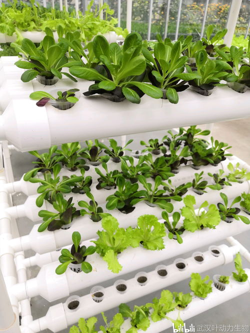 無土栽培真的對(duì)植物生長和身體健康有害嗎 水培篇