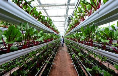 四川(瀘州)第二屆江之陽蔬菜品賞會(huì)即將開幕