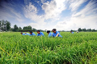 最接地氣的智慧農業應用