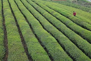 這些有關農產品安全的謠言,你信了么