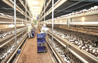 眾興菌業:凈利潤虧損1800-2100萬元 由盈轉虧