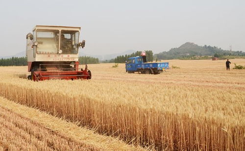 農業(yè)農村部 全力抓好下半年糧食和重要農產品生產