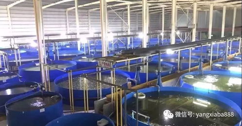 高大上 浙江的工廠化養(yǎng)殖,魚蝦增產之利器