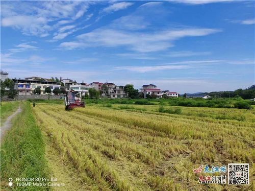 武寧縣官蓮鄉(xiāng) 防汛抗旱聯(lián)動(dòng)農(nóng)業(yè)生產(chǎn) 保產(chǎn)業(yè)促豐收 組圖