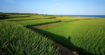 臺(tái)灣農(nóng)業(yè)品牌惹人愛(ài)的原因是什么