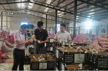 立足特色產(chǎn)業(yè) 推廣惠農(nóng)產(chǎn)品 助力成武大蒜 出海遠(yuǎn)洋