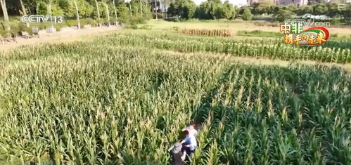 中非農業合作結碩果 為非洲農業發展注入人才 活水