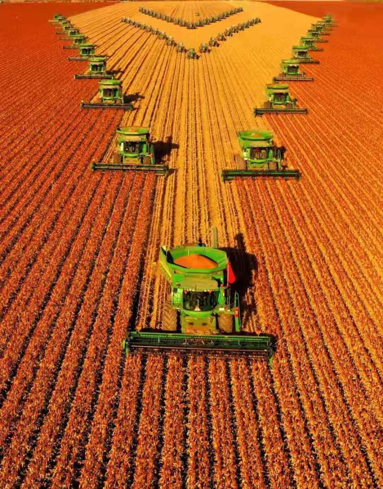 嫩江農場高粱豐收:震撼--北大荒農業展現壯美秋收畫卷