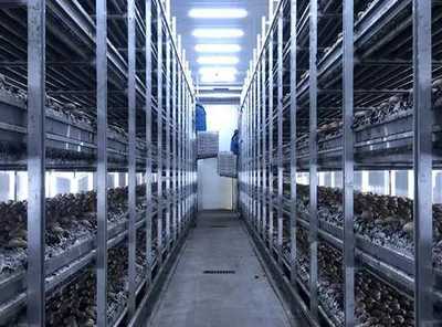 河南嵩縣:智慧菇房推進食用菌產業數字化發展