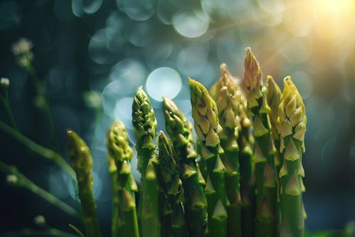 農(nóng)產(chǎn)品成熟營(yíng)養(yǎng)蔬菜蘆筍圖片攝影圖 廣告素材 下載至來(lái)源處