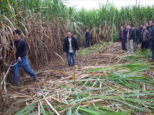 【供應(yīng)科豐牌小型收割機(jī)(圖)】價(jià)格,廠家,圖片,其他農(nóng)業(yè)機(jī)械,桂林高新區(qū)科豐機(jī)械有限責(zé)任公司-