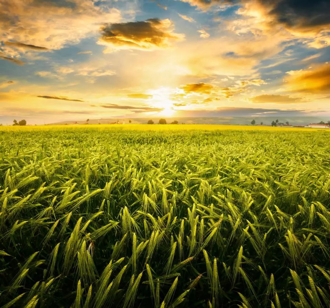 2018年國家現代農業產業園大觀(二) 農業科技創新與產業化發展