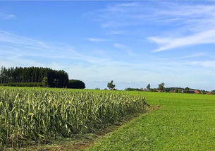 農業產業化聯合體：政策紅利與發展前景