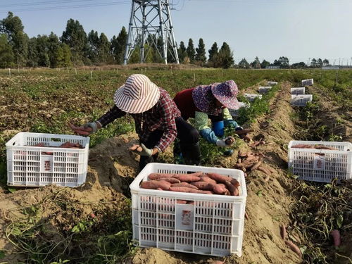 深耕深汕協(xié)作，做大做優(yōu)“農(nóng)業(yè)蛋糕”，讓“菜籃子”更豐富美味