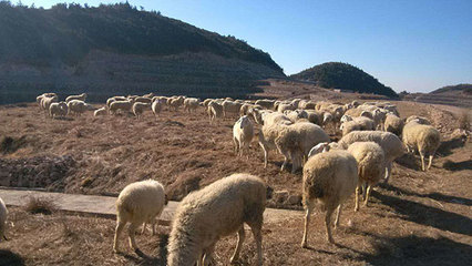 浙江軍袍農(nóng)業(yè) 專業(yè)供應(yīng)優(yōu)質(zhì)小尾寒羊，以實力鑄就信賴